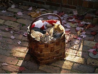 本周Fami通游戏评分出炉 《皮克敏4》获35分