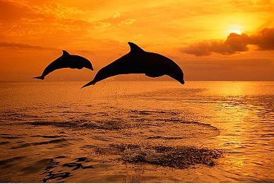 育碧下架原版《飙酷车神》 服务器明年3月底关闭